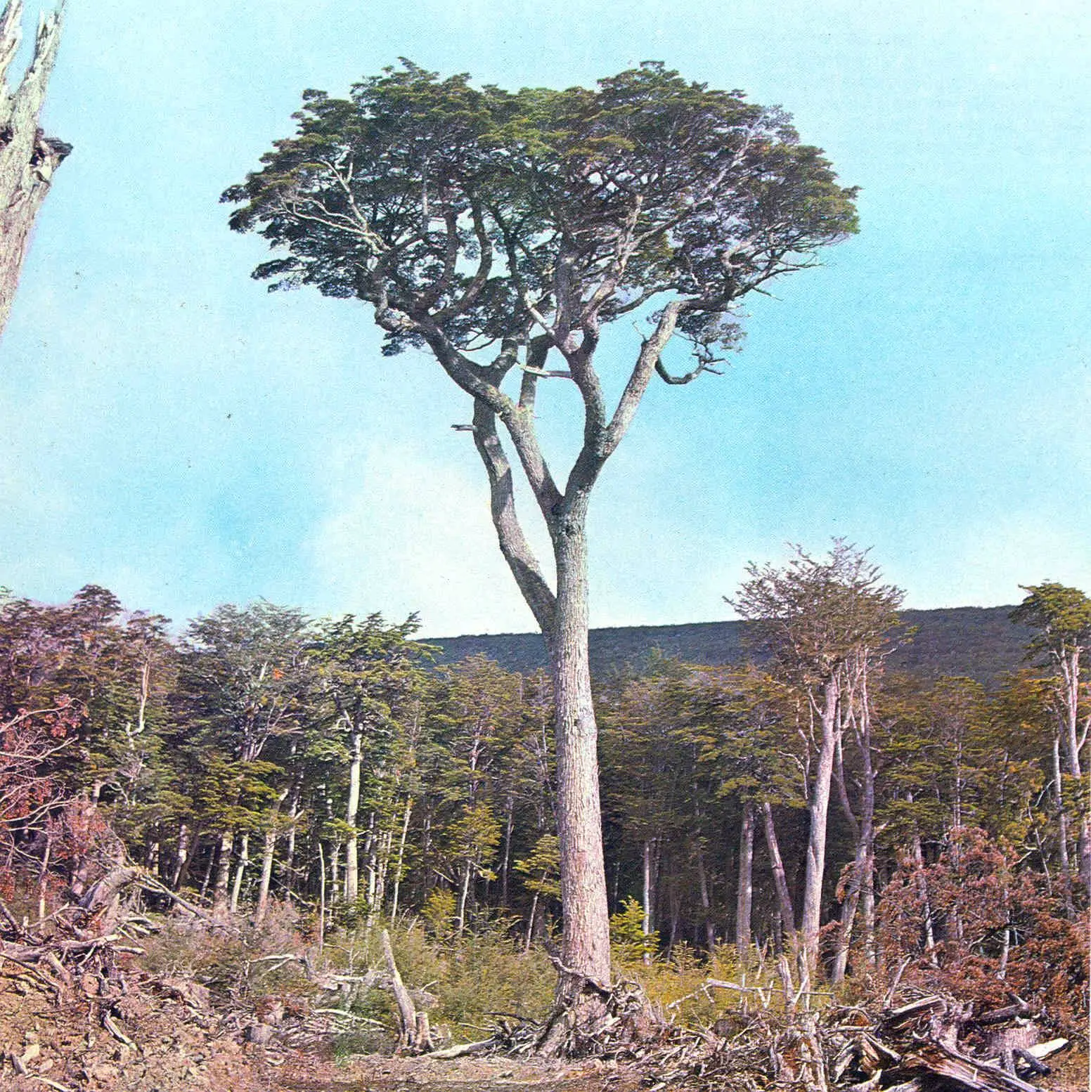 Guindo o coihue magallánico